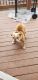 English Bulldog Puppies for sale in Andover, KS, USA. price: NA
