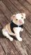 English Bulldog Puppies for sale in Wallingford, CT 06492, USA. price: $2