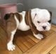 English Bulldog Puppies for sale in New York, NY 10013, USA. price: NA