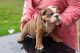 English Bulldog Puppies for sale in Austin, TX, USA. price: $550