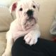 English Bulldog Puppies for sale in N Central Ave, Glendale, CA, USA. price: NA