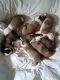 English Bulldog Puppies for sale in 245 Cheshire Rd, Pittsfield, MA 01201, USA. price: $700