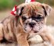 English Bulldog Puppies for sale in Kenosha, WI, USA. price: NA