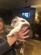 English Bulldog Puppies for sale in Eureka, CA, USA. price: $800