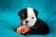 English Bulldog Puppies for sale in Windsor, CO, USA. price: $3,000