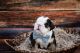 English Bulldog Puppies for sale in Windsor, CO, USA. price: NA