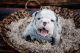 English Bulldog Puppies for sale in Windsor, CO, USA. price: $5,000