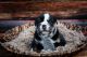 English Bulldog Puppies for sale in Windsor, CO, USA. price: $3,000