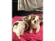 English Bulldog Puppies for sale in LaGrange, GA, USA. price: NA