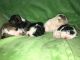 English Bulldog Puppies for sale in Garland, TX 75044, USA. price: $3,000
