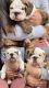 English Bulldog Puppies for sale in Long Island City, Queens, NY, USA. price: NA