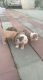 English Bulldog Puppies for sale in 13802 Hawes St, Whittier, CA 90605, USA. price: NA