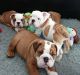 English Bulldog Puppies for sale in Albuquerque, NM, USA. price: $700