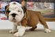 English Bulldog Puppies for sale in Richmond, VA, USA. price: $1,000