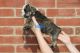 English Bulldog Puppies for sale in Garland, TX 75044, USA. price: $3,500