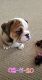 English Bulldog Puppies for sale in Waterloo, NY 13165, USA. price: NA