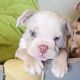 English Bulldog Puppies for sale in Lemon Grove, CA 91945, USA. price: NA