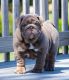 English Bulldog Puppies for sale in Belgium, WI, USA. price: $850