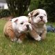 English Bulldog Puppies for sale in Council Bluffs, IA, USA. price: $600