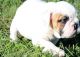 English Bulldog Puppies for sale in Boyce, LA, USA. price: NA