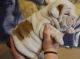 English Bulldog Puppies for sale in Jacksonville, FL, USA. price: $600