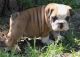 English Bulldog Puppies for sale in Philadelphia, PA, USA. price: NA