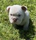 English Bulldog Puppies for sale in Winterville, NC, USA. price: $600