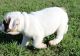 English Bulldog Puppies for sale in Mansfield Center, Mansfield, CT, USA. price: $600