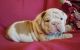 English Bulldog Puppies for sale in Lutherville-Timonium, MD 21093, USA. price: NA