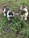 English Bulldog Puppies for sale in Roseville, CA, USA. price: $4,500