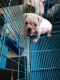 English Bulldog Puppies for sale in Tucson, AZ, USA. price: NA