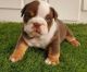 English Bulldog Puppies for sale in 32812 Pueblo Trail, Cathedral City, CA 92234, USA. price: NA