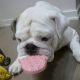 English Bulldog Puppies for sale in Atlanta, TX, USA. price: $1,500