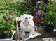 English Bulldog Puppies for sale in Utica, NY, USA. price: NA