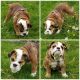 English Bulldog Puppies for sale in Waterloo, NY 13165, USA. price: $4,000