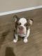 English Bulldog Puppies for sale in Riverview, FL 33579, USA. price: NA