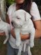 English Bulldog Puppies for sale in Darien, GA 31305, USA. price: NA