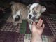 English Bulldog Puppies for sale in Goodman, MO 64843, USA. price: NA