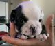 English Bulldog Puppies for sale in Montclair, CA, USA. price: NA