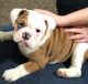 English Bulldog Puppies for sale in Centerton, AR, USA. price: NA