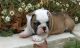 English Bulldog Puppies for sale in NM-128, Jal, NM, USA. price: NA