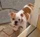 English Bulldog Puppies for sale in Disney, OK 74340, USA. price: NA