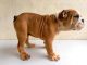 English Bulldog Puppies for sale in Atlantic City, NJ, USA. price: $2,500