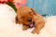 English Bulldog Puppies for sale in Alexandria, LA, USA. price: NA