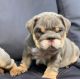 English Bulldog Puppies for sale in Canada, KY 41519, USA. price: NA