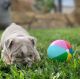 English Bulldog Puppies for sale in North Myrtle Beach, SC, USA. price: NA