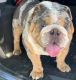 English Bulldog Puppies for sale in North Myrtle Beach, SC, USA. price: $1,200