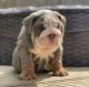 English Bulldog Puppies for sale in Albuquerque, NM, USA. price: $1,200