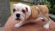 English Bulldog Puppies for sale in Virginia Beach Boardwalk, Virginia Beach, VA, USA. price: NA