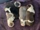 English Bulldog Puppies for sale in Davenport, FL, USA. price: $3,500